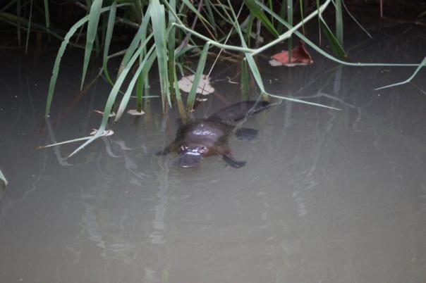 Platypus