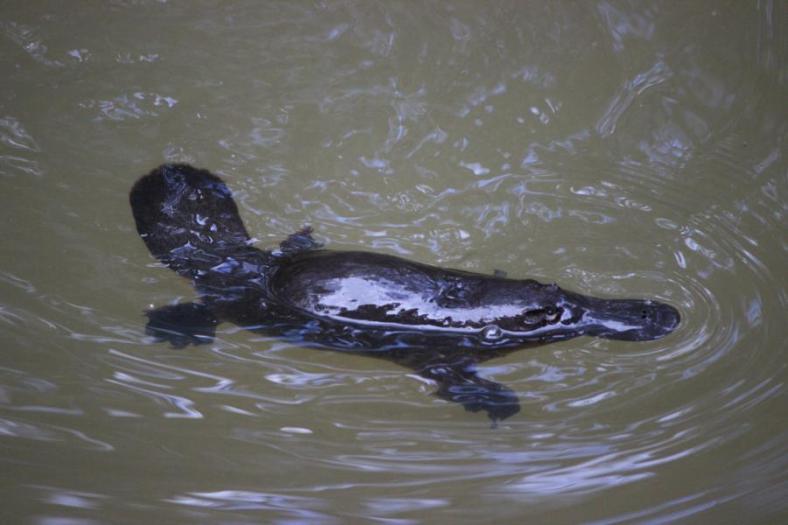 Platypus