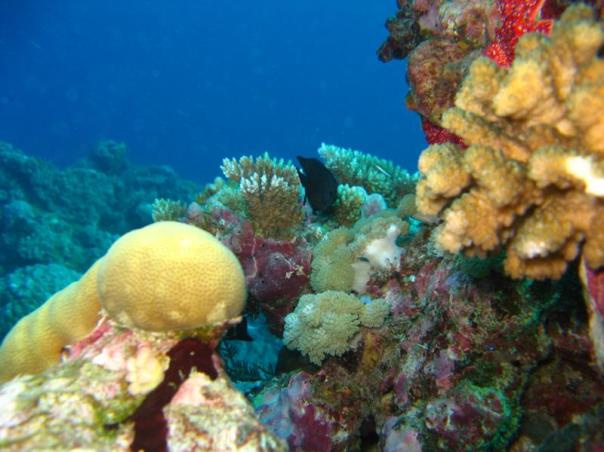 Tauchtrip 2007 am Great Barrier Reef (4)