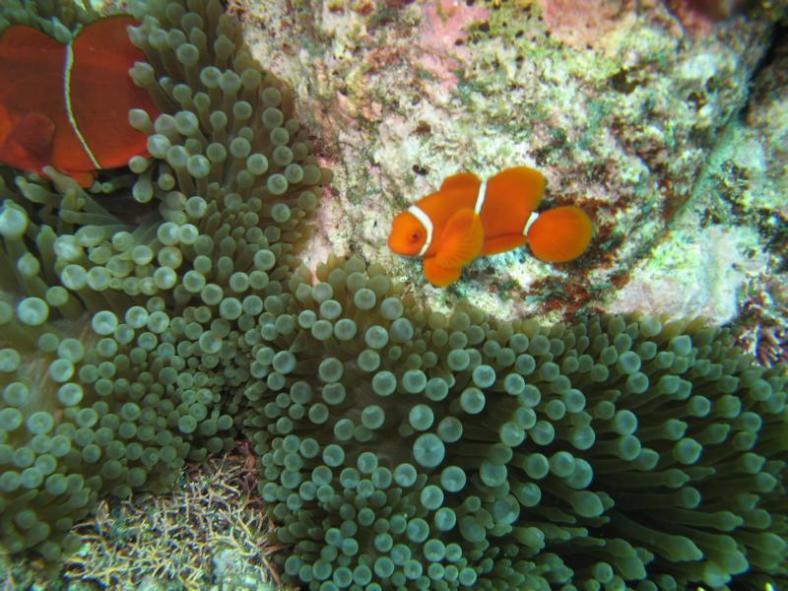 Tauchtrip 2007 am Great Barrier Reef