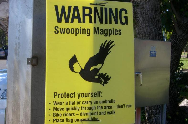 Wir wussten gar nicht, das auch Vögel gefährlich sind..., Hafen von Gladstone