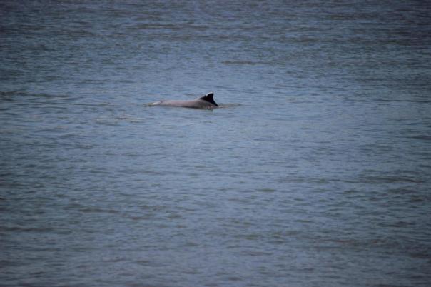 Humpback-Dolphin, Marina Gladstone