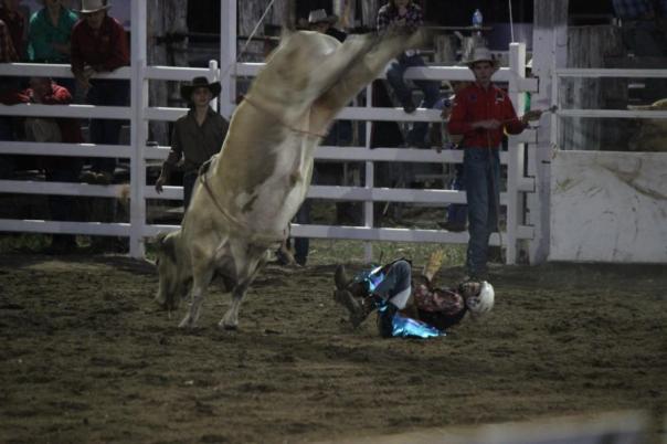 Irre wie der Bulle springt