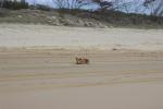 Dingo, Fraser Island