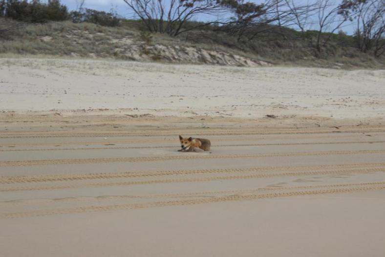 Dingo, Fraser Island