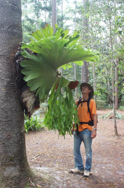 Ribbon fern, Fraser Island