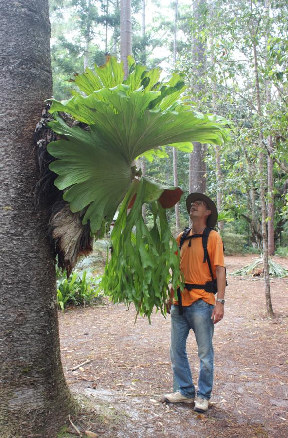 Ribbon fern, Fraser Island