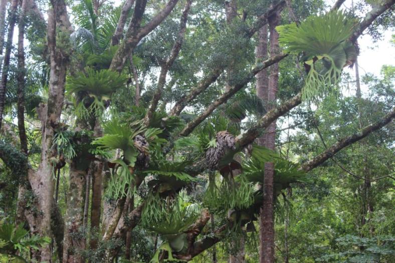 Ribbon fern, Fraser Island