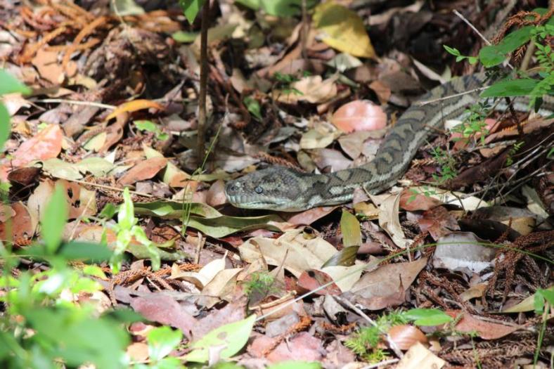 Carpet Python am Campingplatz Central Station, Fraser Island