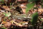 Carpet Python am Campingplatz Central Station, Fraser Island