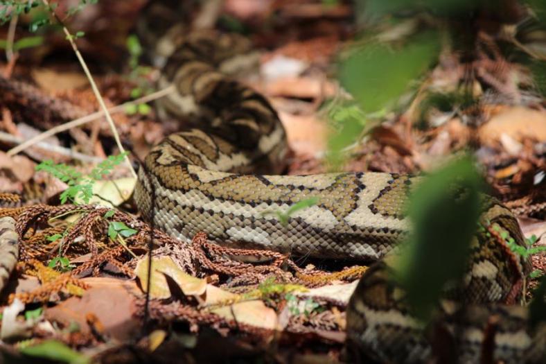 Carpet Python am Campingplatz Central Station, Fraser Island