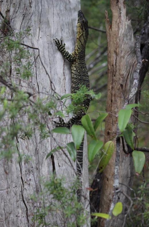 Wir treffen auf viele Goannas, Fraser Island