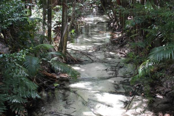 Wanggoolba Creek, Fraser Island