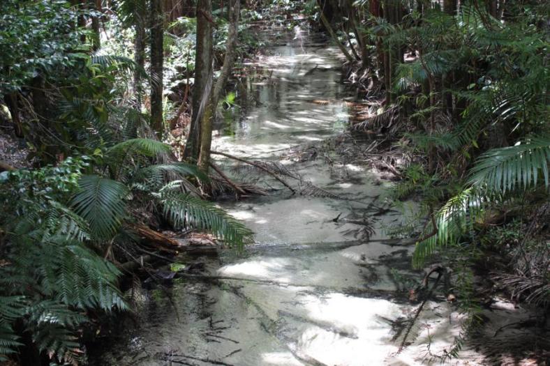 Wanggoolba Creek, Fraser Island