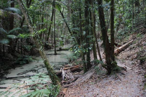 Wanggoolba Creek, Fraser Island