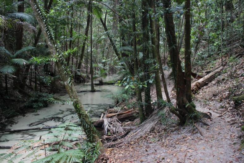 Wanggoolba Creek, Fraser Island