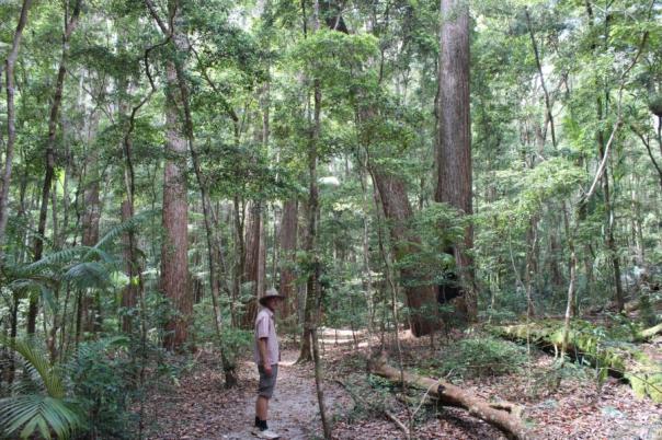 Pile Valley, Fraser Island