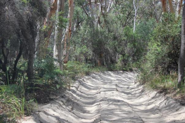 Straße auf Fraser Island