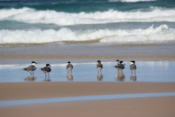 Crested Tern, Fraser Island