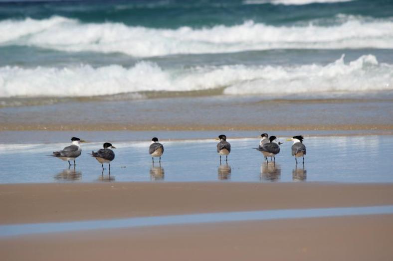 Crested Tern, Fraser Island