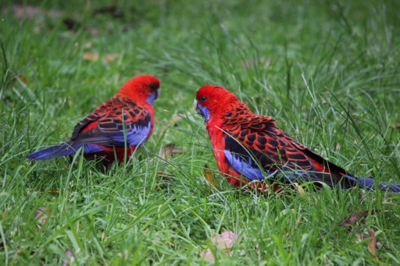 Crimson Rosellas