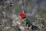 Australian King-Parrot