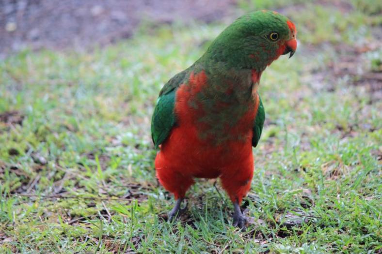Junger King Parrot