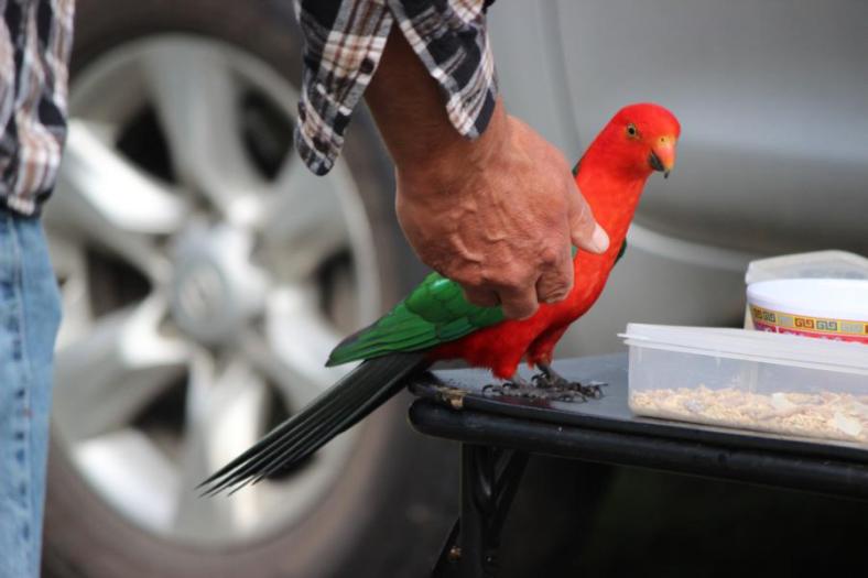 Mal sehen was er macht, King Parrot, Campingplatz Myola