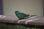 Mr. Red-rumped Parrot