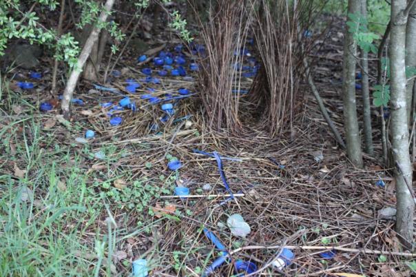 Da sammelt doch einer blaue Zugaben zu seinem Bower