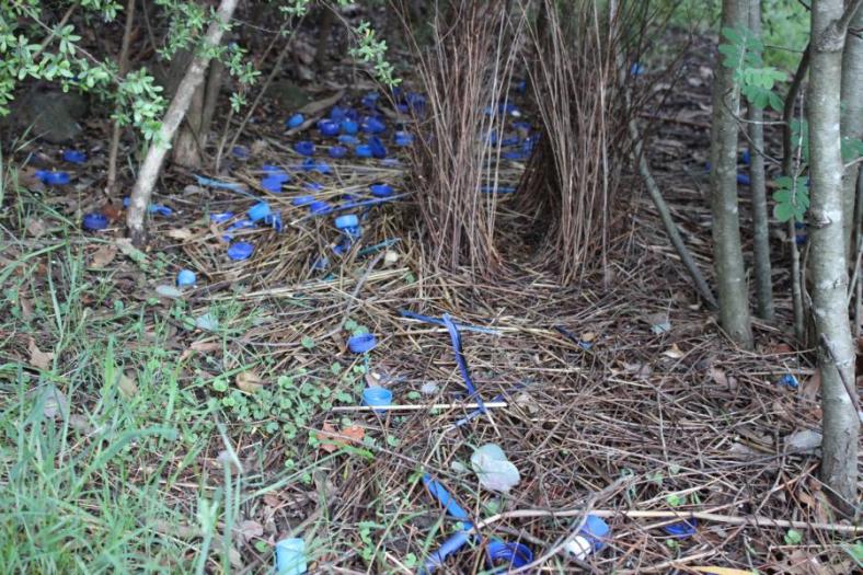 Da sammelt doch einer blaue Zugaben zu seinem Bower