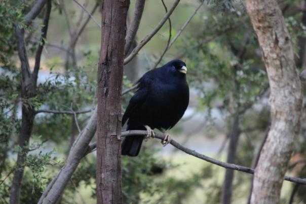 Satin Bowerbird ist der Womanizer