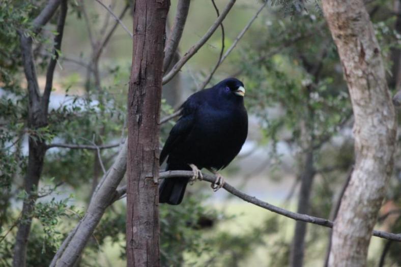 Satin Bowerbird ist der Womanizer