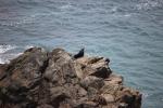 Der erste Seelöwe gesehen an der Guerilla Bay