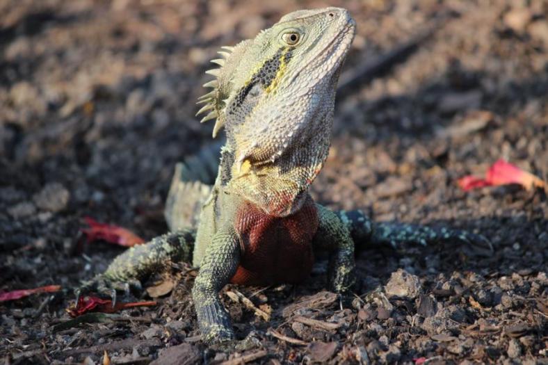 Eastern Water Dragon, Brisbane