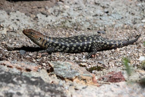 Cunningham's Skink, gehört zur Familie der Blauzungenechsen
