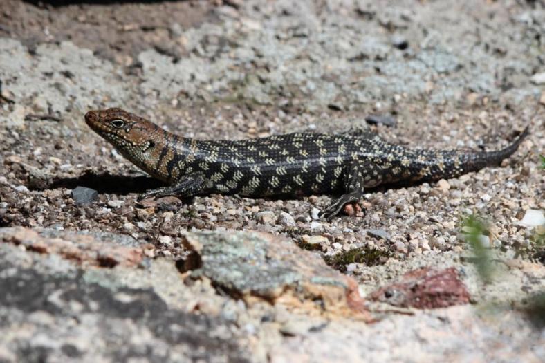 Gehört zur Familie der Blauzungenechsen