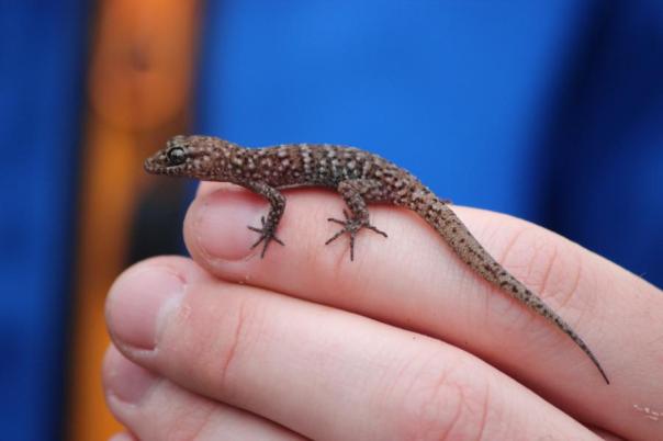 Zak begutachtet diesen Gecko, Girraween NP