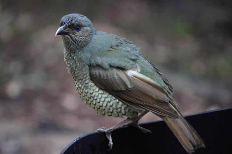Satin Bowerbird, Weibchen, Girraween NP