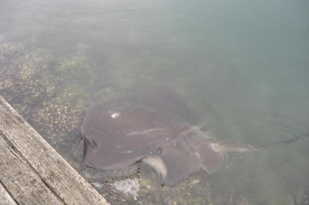 Toll dieser ca. 1,5 m breite Rochen, Greenwell Point