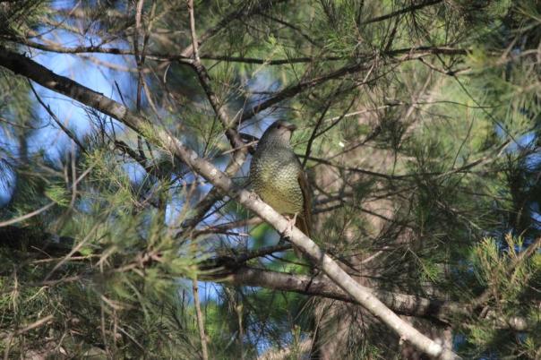 Na, schwer beeindruckt von der blauen Bowerzugabe scheint sie nicht zu sein, Ms Satin Bowerbird