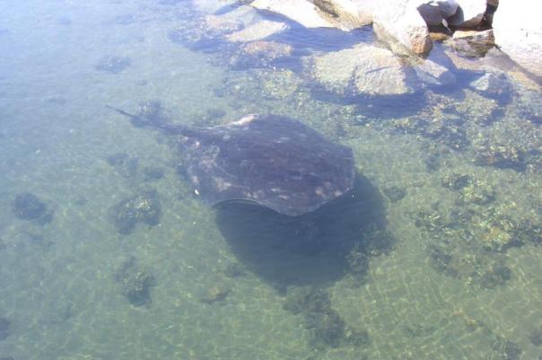 Der kam so ganz lautlos im Hafenbecken daher, Bermagui