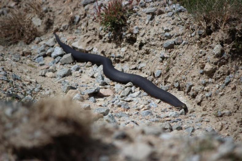Am Wegesrand, Copperhead Snake wahrscheinlich, Kosciuszko Nationalpark
