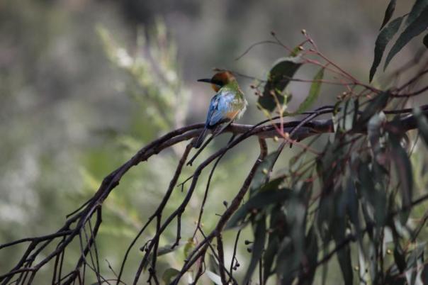 Rainbow Bee-eater