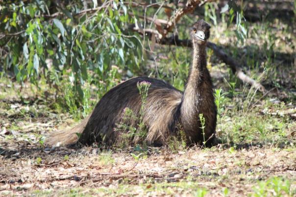 Ein Emu lässt sich nieder, Willis Camp
