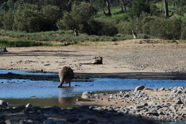 Badespaß der Kängurus