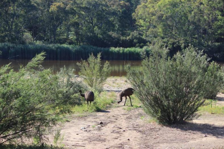 Unser Emupärchen, Willis Camp