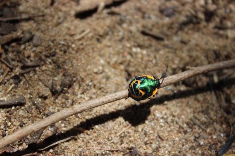 Lustiger bunter Käfer