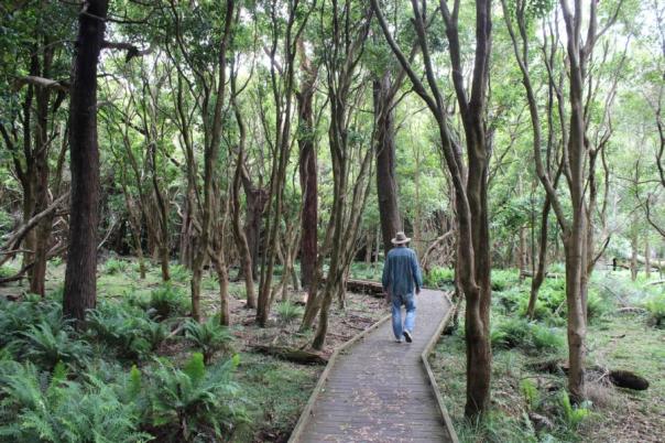 Lilly Pilly Gully Path, Wilsons Promentory Nationalpark