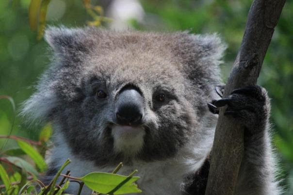 Munterer Quala, Melbourne Zoo